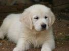 Hola me llamo Dorada.
Mi dueña es Mikheylla.
Soy un Golden Retriever.
Tengo 1 añiito. Hola me llamo Dorada.
Mi dueña es Mikheylla.
Soy un Golden Retriever.
Tengo 1 añiito.