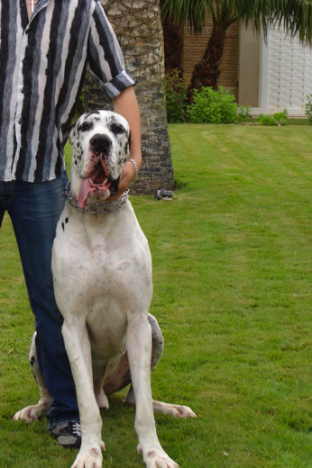 Iron con 10 meses Iron con 10 meses