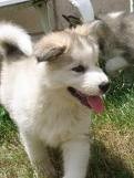 Es en Hasky es hembra se llama Bolita.Le gusta jugar con los niños. Es en Hasky es hembra se llama Bolita.Le gusta jugar con los niños.