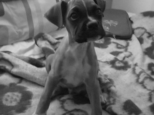 iñakii mi perritoo llego hace una semana conmigo... :D
me encantaaa ...
es mi primera mascota... :D iñakii mi perritoo llego hace una semana conmigo... :D
me encantaaa ...
es mi primera mascota... :D