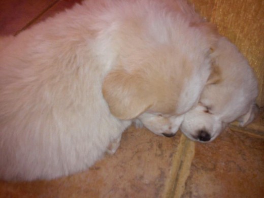 Durmiendo con Marley