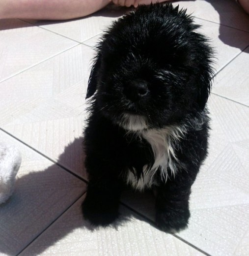 es su primer baño le gusta mucho bañarse y ir a la playa tambien le gusta estar siempre echado es un bajo pero muy muy cariñoso.