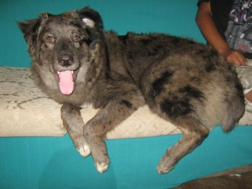 aka esta sakando la lengua y vagando no es su mejor foto pero despuez subire mas XP!!! es bien pelonzito en su cuello parec peluche el color de su pelo es unico y es recontra tierno XP!!! aka esta sakando la lengua y vagando no es su mejor foto pero despuez subire mas XP!!! es bien pelonzito en su cuello parec peluche el color de su pelo es unico y es recontra tierno XP!!!