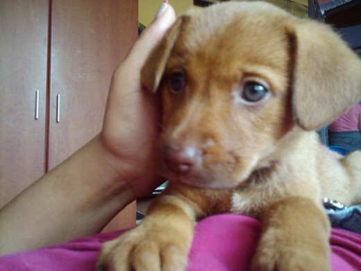 ella es amelie mi perra criolla adoptada del refugio para perros misión canina ella es amelie mi perra criolla adoptada del refugio para perros misión canina