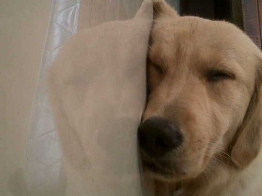 durmiendo despues de jugar durmiendo despues de jugar