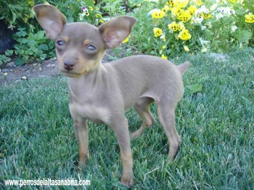 Kiss es un cruce de pinscher atípico pero muy muy gracioso Kiss es un cruce de pinscher atípico pero muy muy gracioso