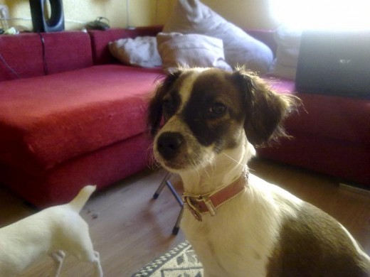 Mi canija!!!!Es imposible hacerle una foto en la que no salga con los ojos entrecerrados o cara de vieja xD Mi canija!!!!Es imposible hacerle una foto en la que no salga con los ojos entrecerrados o cara de vieja xD