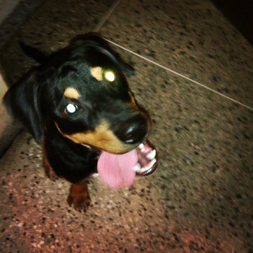 Mestizo de rottweiler y Labrador..
