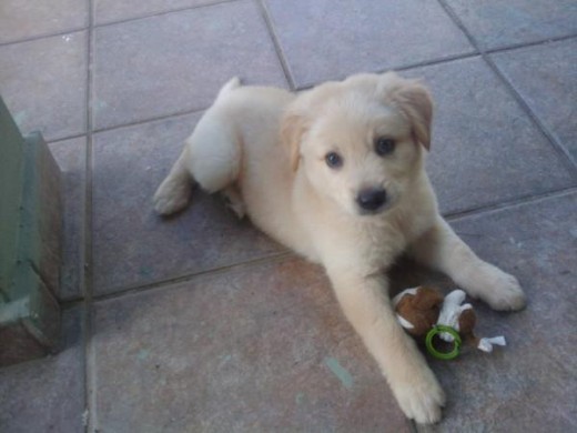 Puppy! Puppy!