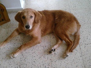 MI Adorado y hermoso Anakin. Siempre me brinda mucho amor. MI Adorado y hermoso Anakin. Siempre me brinda mucho amor.