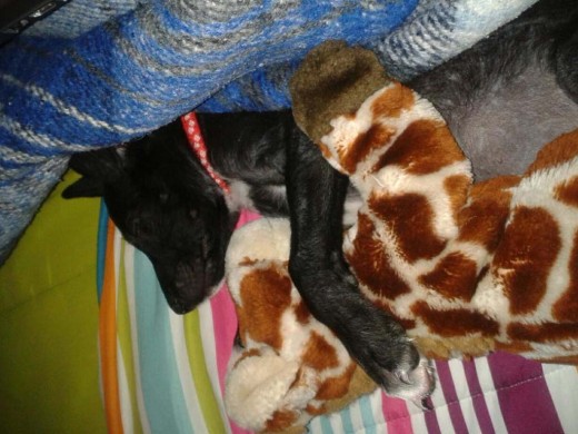 Brandy es una perrita mestiza de 3 meses y medio de edad, la rescató un amigo de entre unas tablas mientras se refugiaba de la lluvia :/ Pero ahora tiene un hogar y está bien consentida! Brandy es una perrita mestiza de 3 meses y medio de edad, la rescató un amigo de entre unas tablas mientras se refugiaba de la lluvia :/ Pero ahora tiene un hogar y está bien consentida!