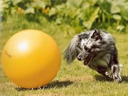 Lazy playing ball. Lazy playing ball.