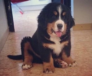 Leo 2 meses, su primer día en casa. Leo 2 meses, su primer día en casa.