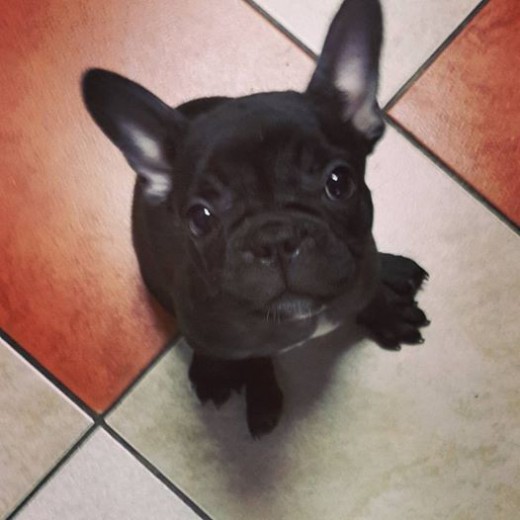 2 meses de mi negrita