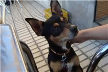 Lito quiere venir con nosotros a todas partes, aquí estamos en una terraza tomando algo Lito quiere venir con nosotros a todas partes, aquí estamos en una terraza tomando algo
