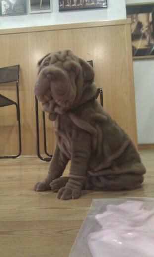 Posando Posando