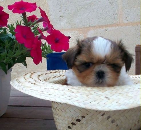 soy muy pequeñita quepo en el sombrerito jajaja soy muy pequeñita quepo en el sombrerito jajaja