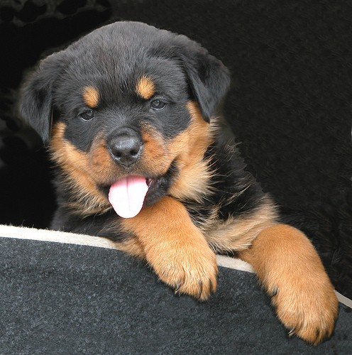 es mi perro loki cuando era un cachorrito es mi perro loki cuando era un cachorrito