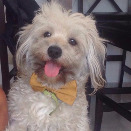 Loky es muy juguetón y extra super cariñoso como no imaginas... Loky es muy juguetón y extra super cariñoso como no imaginas...