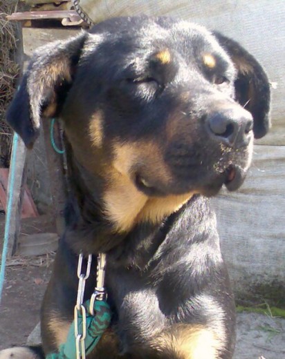 Es cruza de Rottweiler y Ovejero aleman.