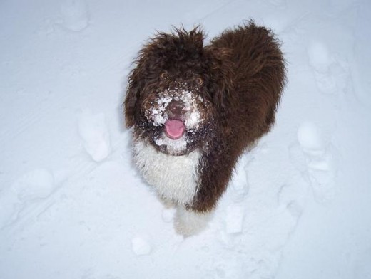 Lola en la nieve!!!
