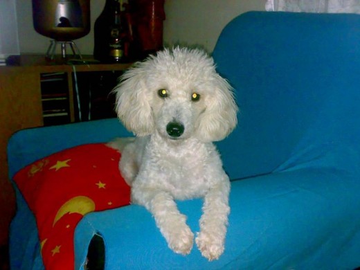 Mi hermosa nena Lucy la amo mas q a nadie, jugetona, inteligente y me saca de mi propia cama al dormir jaja malcriadita mia