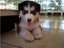 esta es luka me pase meses buscando un perro de este tipo y no lo encontre despues llego de la nada la encontre en internet cuando fui por ella corrio asia mi aunque yo vi otro perro la abraze y desde entonces la quiero mucho, es cruza de husky siberiano y husky malamute esta es luka me pase meses buscando un perro de este tipo y no lo encontre despues llego de la nada la encontre en internet cuando fui por ella corrio asia mi aunque yo vi otro perro la abraze y desde entonces la quiero mucho, es cruza de husky siberiano y husky malamute