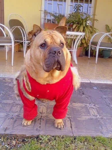 en realidad es cruza de buldog y shar pei.. :)