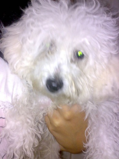 Hola! Soy Izzy y busco novia de mi raza soy un Caniche Enano
Hola! Soy Izzy y busco novia de mi raza soy un Caniche Enano
