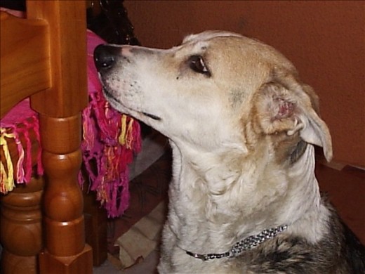 Mi lurrita, de una camada que tiraron unos... en fin, la adopté con 4 días, hace ya doce años. Mi lurrita, de una camada que tiraron unos... en fin, la adopté con 4 días, hace ya doce años.