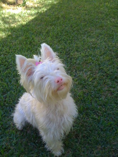 maguie yorkshire albina!!! es una preciosidaaaad! maguie yorkshire albina!!! es una preciosidaaaad!