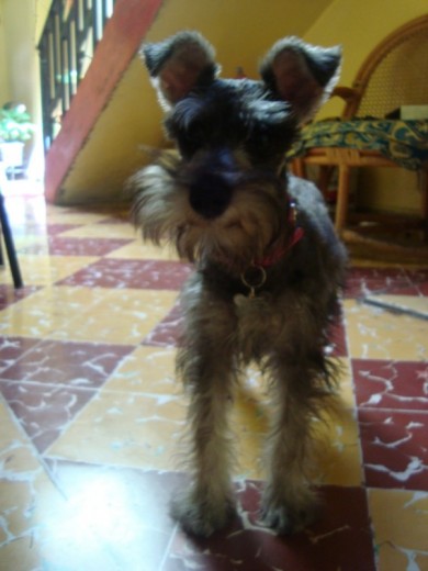 Maki es una niña muy coqueta y cariñosa Maki es una niña muy coqueta y cariñosa