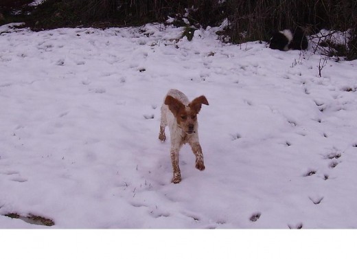 como mola la nieveeee. como mola la nieveeee.