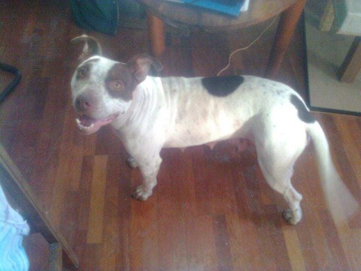 Marita fue rescatada a los 5 meses de edad de su abandono en las calles de Stgo, raquitica, temerosa y con muuuchas trancas hacia los humanos ... Ahora que sabe lo que es el amor y el respeto ella se ha convertido en una excelente cuidadora, compañera, hermana y todos los días se muestra agradecida hacia nosotros ... LOS PERROS NO SON LOS PELIGROSOS ... SON LOS HUMANOS QUE NO SABEN CRIARLOS !!! Marita fue rescatada a los 5 meses de edad de su abandono en las calles de Stgo, raquitica, temerosa y con muuuchas trancas hacia los humanos ... Ahora que sabe lo que es el amor y el respeto ella se ha convertido en una excelente cuidadora, compañera, hermana y todos los días se muestra agradecida hacia nosotros ... LOS PERROS NO SON LOS PELIGROSOS ... SON LOS HUMANOS QUE NO SABEN CRIARLOS !!!