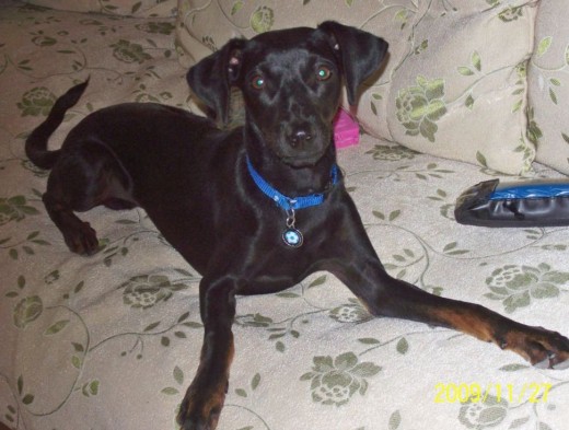 raza: Doberman pinscher enano, super divertido duerme con almohada , le gusta pasear tiene un año y 1 mes raza: Doberman pinscher enano, super divertido duerme con almohada , le gusta pasear tiene un año y 1 mes