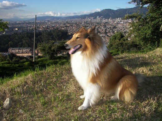 El mejor collie Que he visto