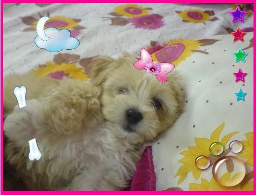 A sus 3 meses de edad, le encanta subirse a la cama y juguetear con las almohadas.