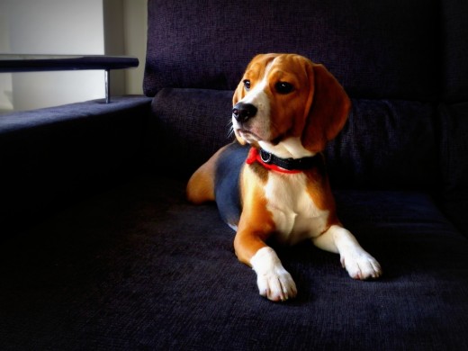 Max con 9 meses...fresquitos. Max con 9 meses...fresquitos.