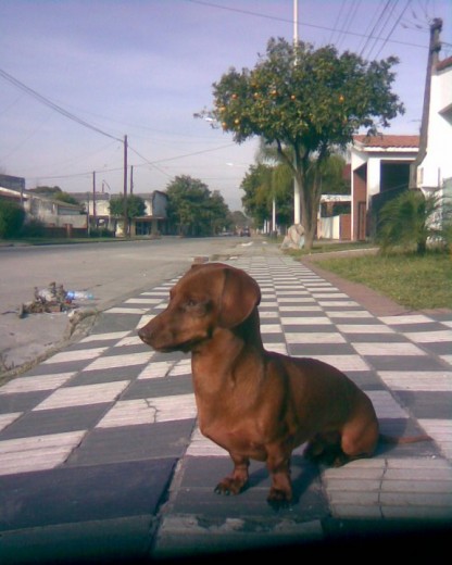 Mi perrito,se llama Menem y es de raza Teckel