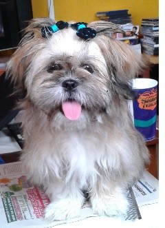 bellísima cachorrita de 6 meses de edad, juguetona, inteligente, amistosa y muy muy sociable bellísima cachorrita de 6 meses de edad, juguetona, inteligente, amistosa y muy muy sociable