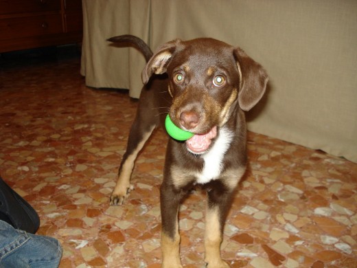 aqui era mas pequeñita, tiene 2 espolones en las patas de atras. 