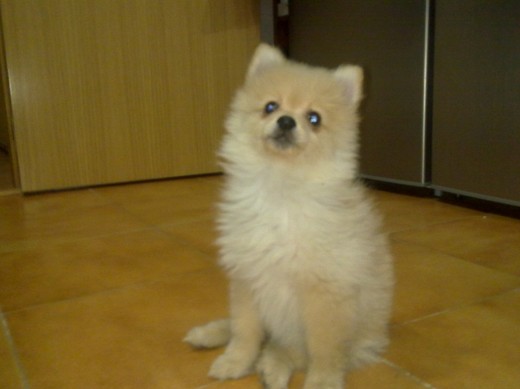 Mika con 3 meses y una semana en nuestra casa, es super lista (y meona) jajaja Mika con 3 meses y una semana en nuestra casa, es super lista (y meona) jajaja