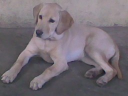 esta es nuestra kali,, la pequeña consentida de la familia,, actualmente aun no alcanza el año,, tiene 9 meses,, es muy vigorosa,,, muy cariñosa,, y mastica todo lo que puede je,je,je,je!! le gusta mucho correr,, y le gusta que le hagan cariños.. una bella de color dorado,, esta es nuestra kali,, la pequeña consentida de la familia,, actualmente aun no alcanza el año,, tiene 9 meses,, es muy vigorosa,,, muy cariñosa,, y mastica todo lo que puede je,je,je,je!! le gusta mucho correr,, y le gusta que le hagan cariños.. una bella de color dorado,,