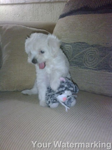 mi amor jugando con su gato de peluche