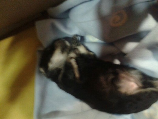 mi bebe sia 