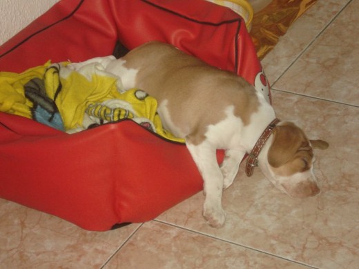 busco novia para este machote su raza es pachon navarro (español) busco novia para este machote su raza es pachon navarro (español)