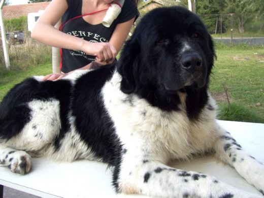 Momo (Morwen Eledhwen de Alqualonde) hija de Padme y Mambo Von Amaike, después del baño, poniéndose bella el día que cumplió 6 años! Momo (Morwen Eledhwen de Alqualonde) hija de Padme y Mambo Von Amaike, después del baño, poniéndose bella el día que cumplió 6 años!