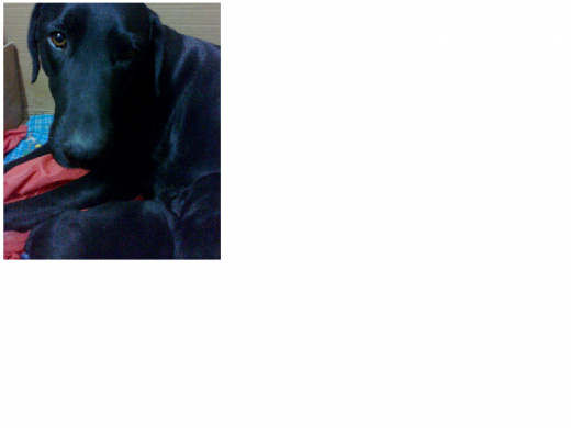 Acá esta Mora dandole la teta a sus cachorros, esta es la segunda vez que fue mamá Acá esta Mora dandole la teta a sus cachorros, esta es la segunda vez que fue mamá