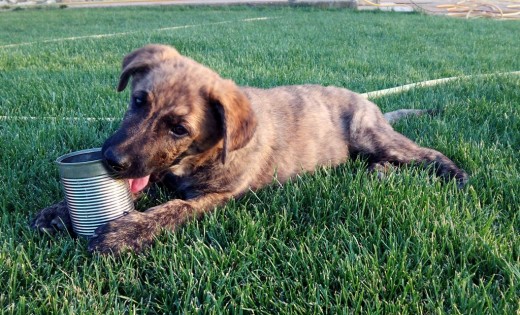 Se regala cachorro de raza grande. Mezcla de pastor alemán y mestizo. Los padres son excelentes guardianes y muy cariñosos. 
En La Roda (Albacete). Número de contacto: 662307949 o 680260339