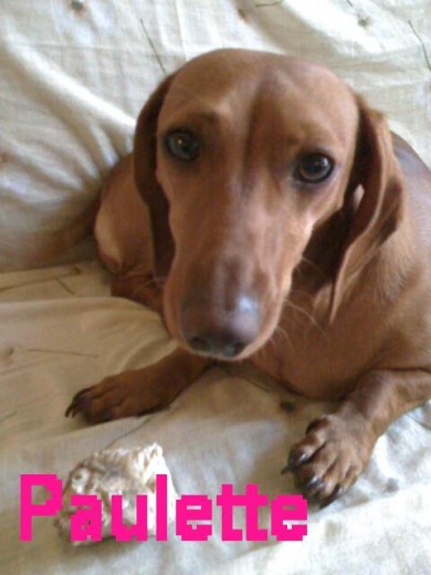 Paulette es super cariñosa, tiene casi 4 años y esta proxima a ser mama!!!!.
Paulette es super cariñosa, tiene casi 4 años y esta proxima a ser mama!!!!.